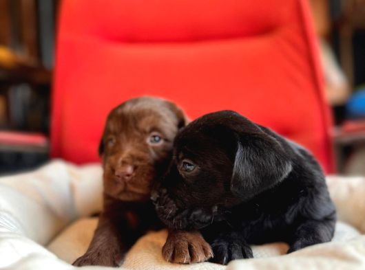 Labrador Bebeklerimiz Için Acele Edin görsel
