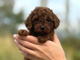 Bitter Çikolata Poodle Yavrularımız