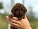 bitter çikolata poodle yavrularımız