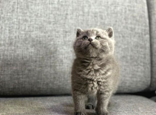 Show Kalite Ayı Surat British Shorthair