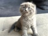 Top kafa anatomi harikasi scottish fold