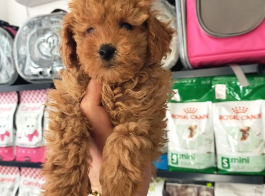 Toy Poodle Erkek Ve Dişi Yavrularımız görsel