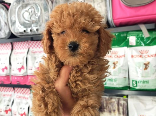 Toy Poodle Erkek Ve Dişi Yavrularımız