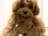 6 Aylık Dişi  Maltipoo