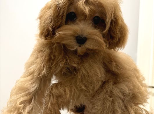 6 Aylık Dişi  Maltipoo görsel