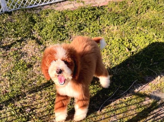 Kahve beyaz labradoodle yavrular