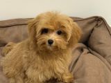 6 Aylık Dişi  Maltipoo