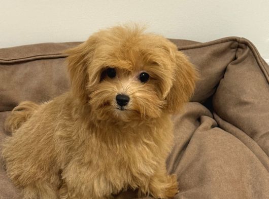 6 Aylık Dişi  Maltipoo görsel