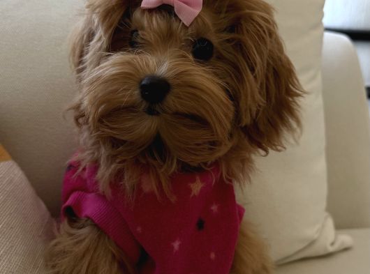 6 Aylık Dişi  Maltipoo