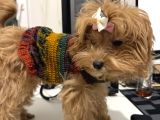 6 Aylık Dişi  Maltipoo
