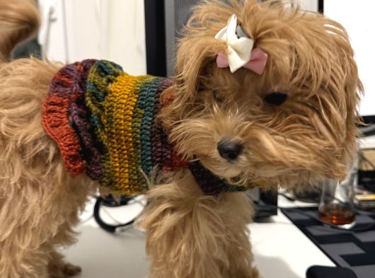 6 Aylık Dişi  Maltipoo görsel