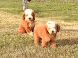 Giant Labradoodle Yavrular