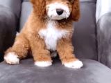 Mi̇nyatür Labradoodle Bebeği̇mi̇z En Özel Aşılı