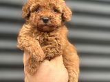 Koyu Red Poodle Bebekler A Kali̇te