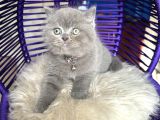 Safkan British Shorthair Yavru