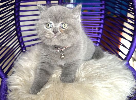 Safkan British Shorthair Yavru görsel