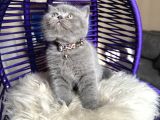 Safkan British Shorthair Yavru