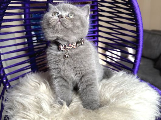 Safkan British Shorthair Yavru görsel