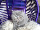 Safkan British Shorthair Yavru