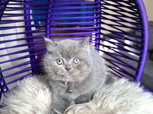 Safkan British Shorthair Yavru görsel