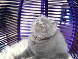 Safkan British Shorthair Yavru