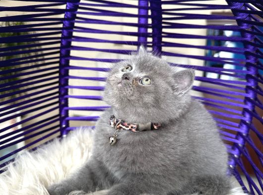 Safkan British Shorthair Yavru görsel