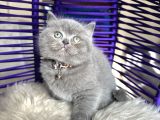 Safkan british shorthair yavru