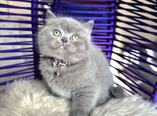 Safkan British Shorthair Yavru