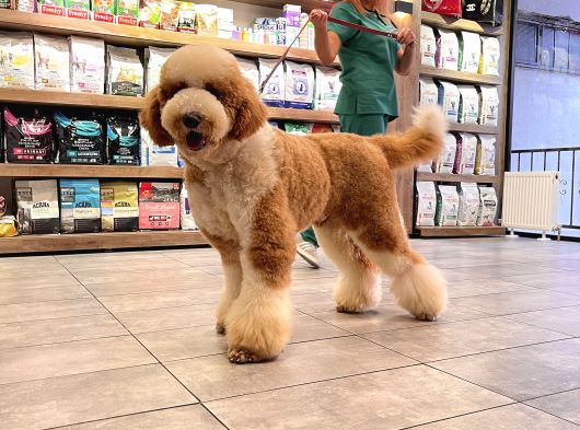 Giant labradoodle yavrular