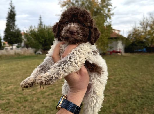 Erkek Dişi Lagotto Bebekler