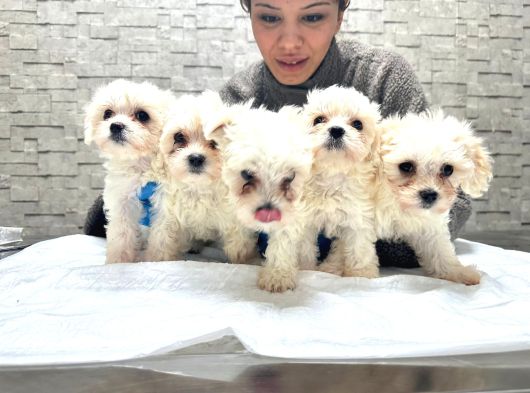 Korea Teacup Maltese Yavrularımız