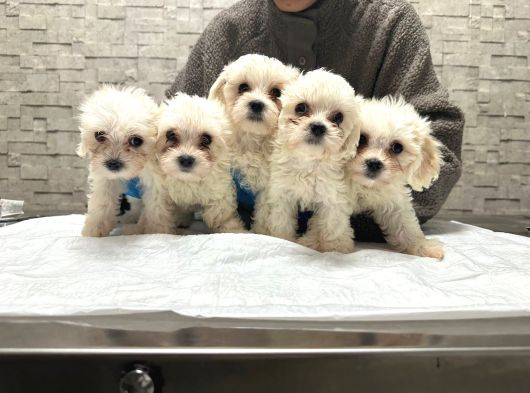 Mi̇cro Teacup  Korea  Maltesea Yavrularımız görsel