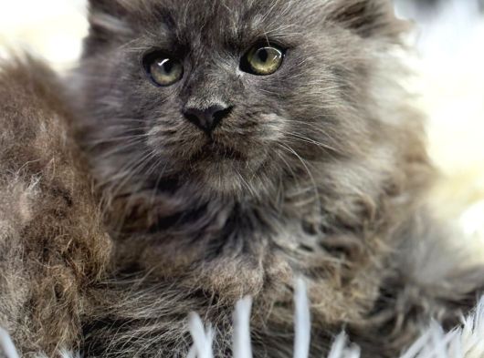 En Iddalı Profil Maine Coon görsel