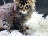 En Iddalı Profil Maine Coon