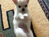 Sevimli Chihuahua Yavrularımız Yeni Yuvalarını Arıyor