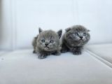 Gri British Shorthair Dişi Yavrular