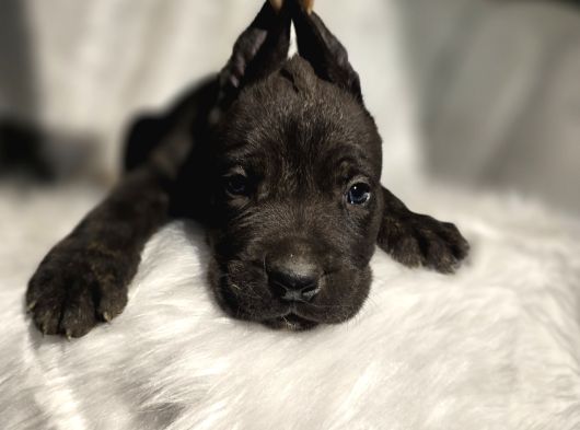 Blue Ve Black Cane Corso Yavrularımız