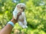 Teacup 0 Boy Korea Maltese Bebekler Aşılı