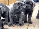 Üst Kali̇te Safkan Cane Corso Bombalar