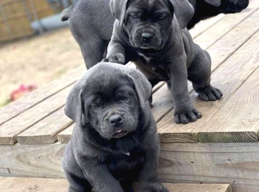 Üst Kali̇te Safkan Cane Corso Bombalar görsel