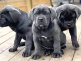 ÜST KALİTE SAFKAN CANE CORSO BOMBALAR