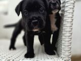 Blue Ve Black Cane Corso Yavrularımız