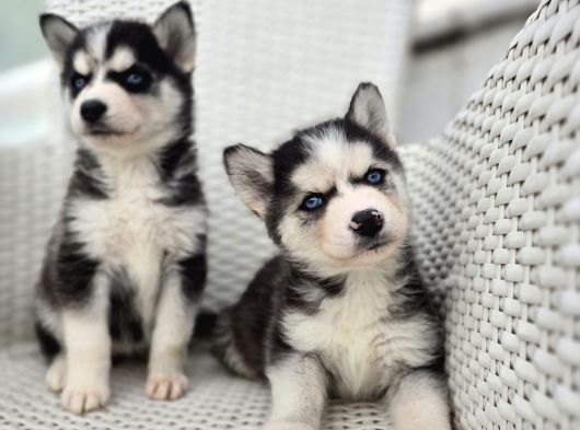 Safkan Karizmatik Husky Yavrular görsel