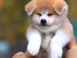 Safkan portakal Japon akita yavrular