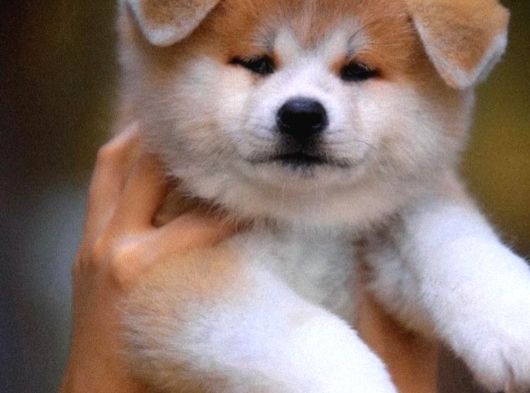 Safkan Portakal Japon Akita Yavrular görsel