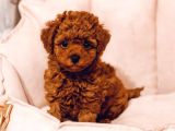 Boncuk Gözlü Toy Poodle Yavrular