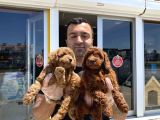 Tr Ni̇n En Güzel Toy Poodle Yavrulari Renk Renk Ankara