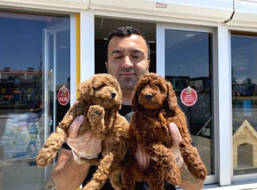 Tr Ni̇n En Güzel Toy Poodle Yavrulari Renk Renk Ankara görsel