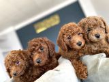 TR NİN EN GÜZEL TOY POODLE YAVRULARI RENK RENK ANKARA