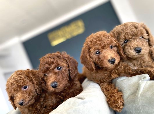 Tr Ni̇n En Güzel Toy Poodle Yavrulari Renk Renk Ankara